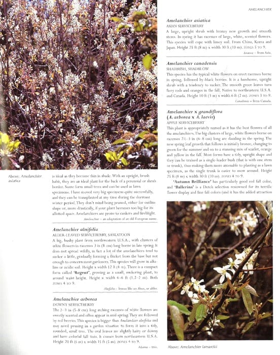 Trees And Shrubs For Flowers