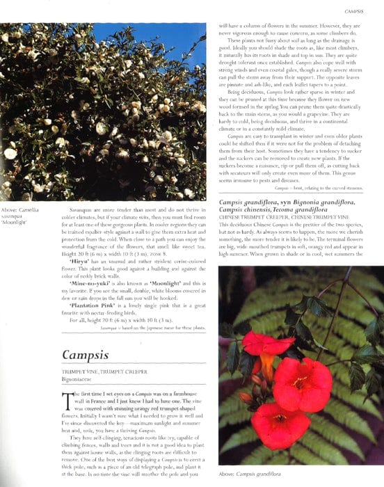 Trees And Shrubs For Flowers