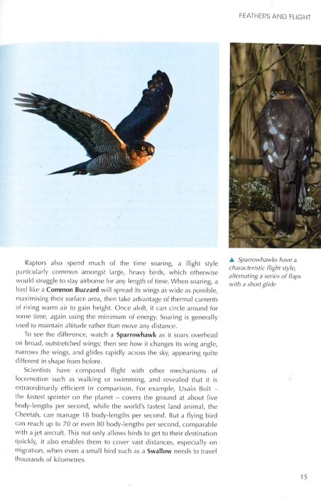 Understanding Bird Behaviour