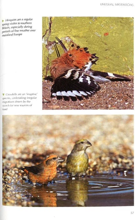 Understanding Bird Behaviour