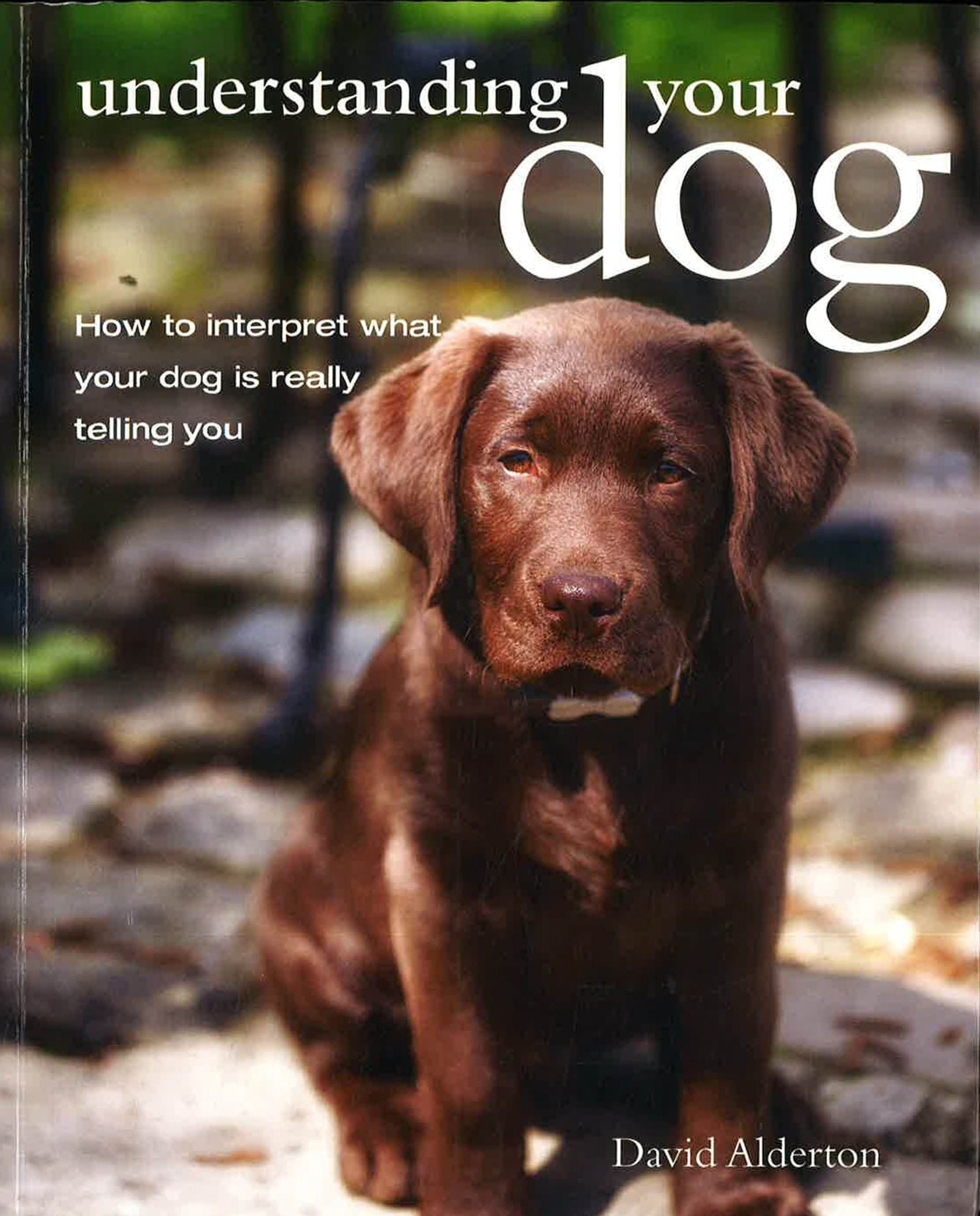 Understanding Your Dog: How To Interpret What Your Dog Is Really Telling You