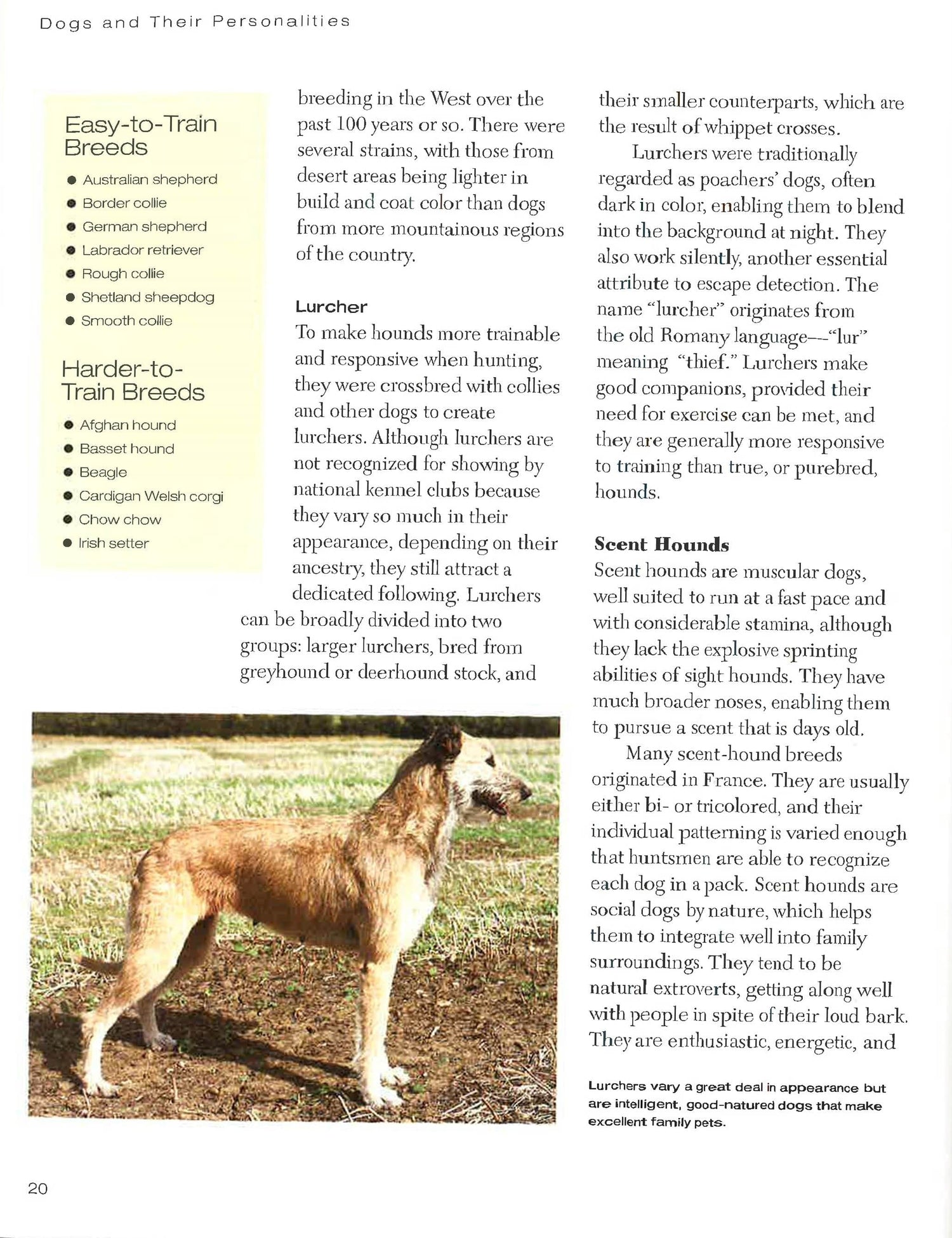 Understanding Your Dog: How To Interpret What Your Dog Is Really Telling You