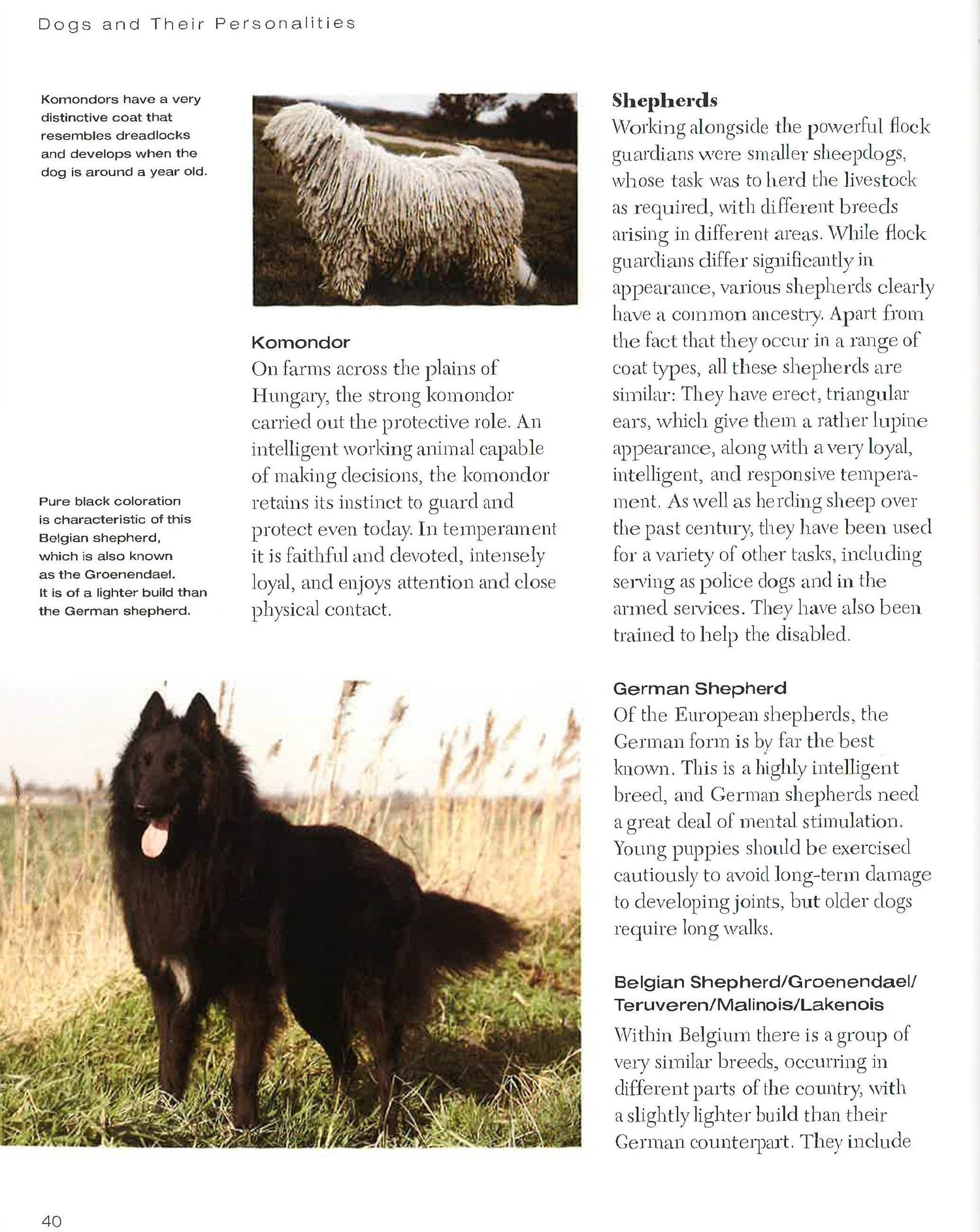 Understanding Your Dog: How To Interpret What Your Dog Is Really Telling You