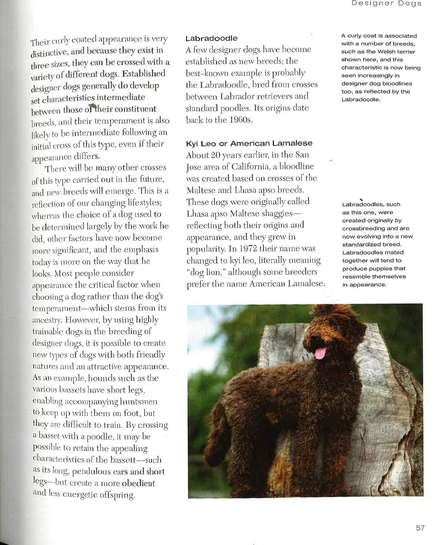 Understanding Your Dog: How To Interpret What Your Dog Is Really Telling You