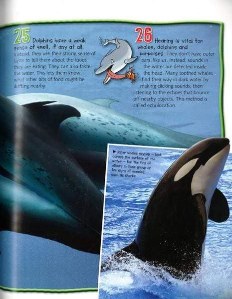 Whales & Dolphins (100 Facts)
