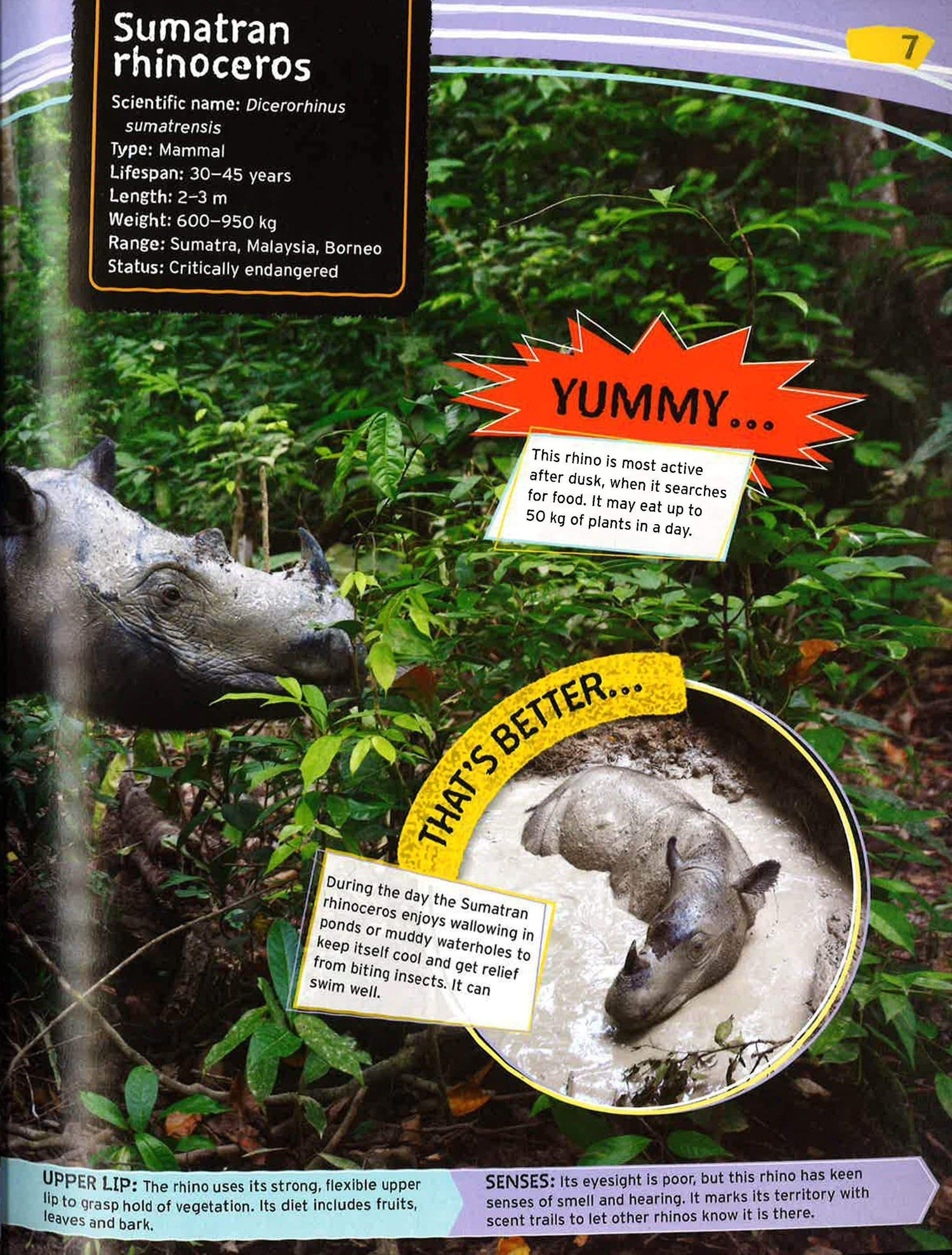 Wild Nature: Endangered Animals