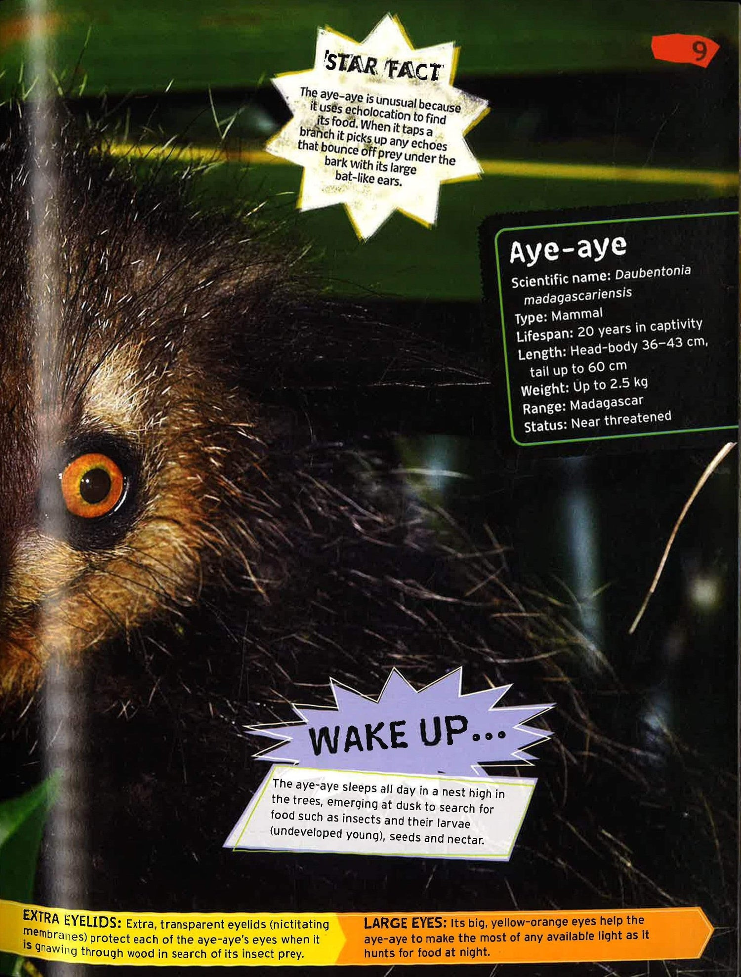 Wild Nature: Endangered Animals