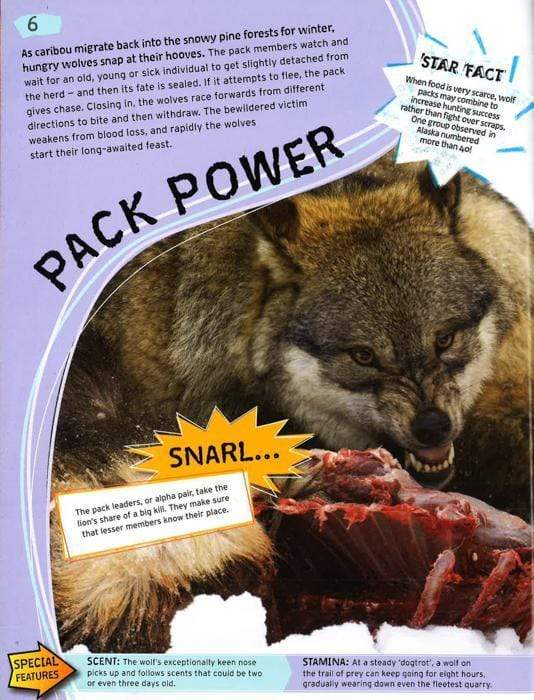 Wild Nature: Fierce Predators