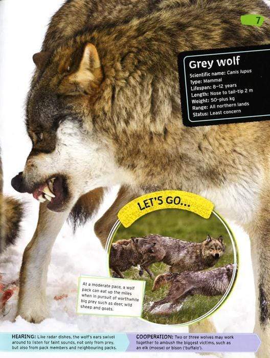 Wild Nature: Fierce Predators